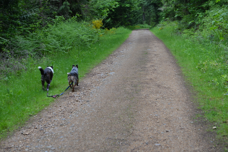 Gus and Elise walking on a forest trail